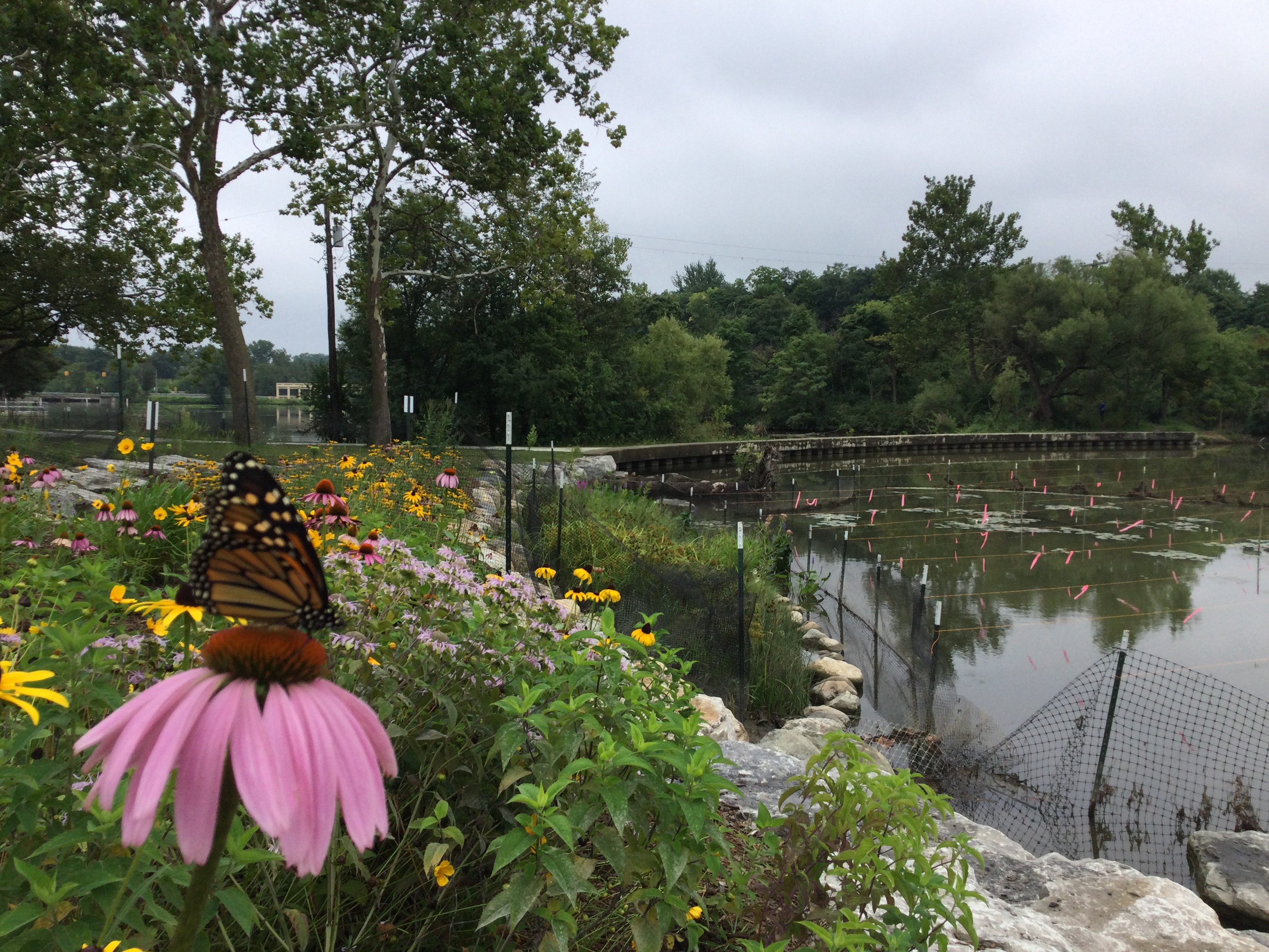 Wilcox Lake shoreline rehabilitation.JPG