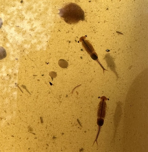 World Aquatic Day Hike.JPEG