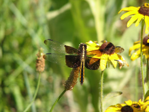 Libellula luctuosa (male)