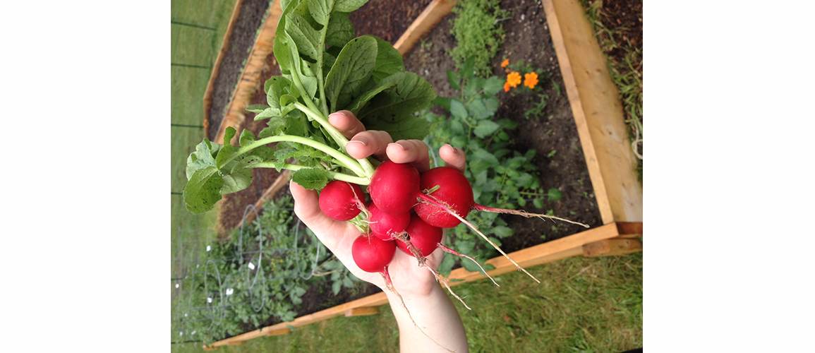 Radishes