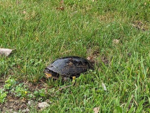 Adventures-with-Turtles.jpg