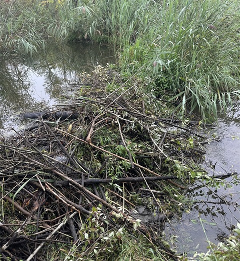Homeschool Wood... Beavers.JPEG