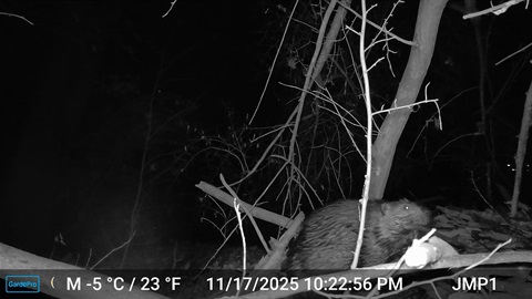 HS-Natures-Night-Life.jpg