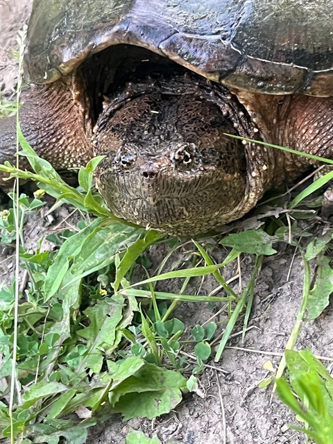 Reptile and Amphibian Encounter.jpg