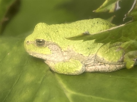 Sensory Reptile and Amphibian Encounter.jpeg